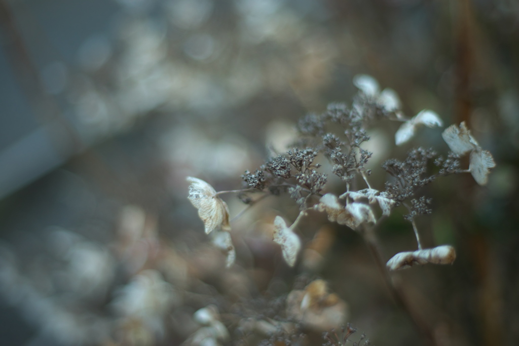 線香花火