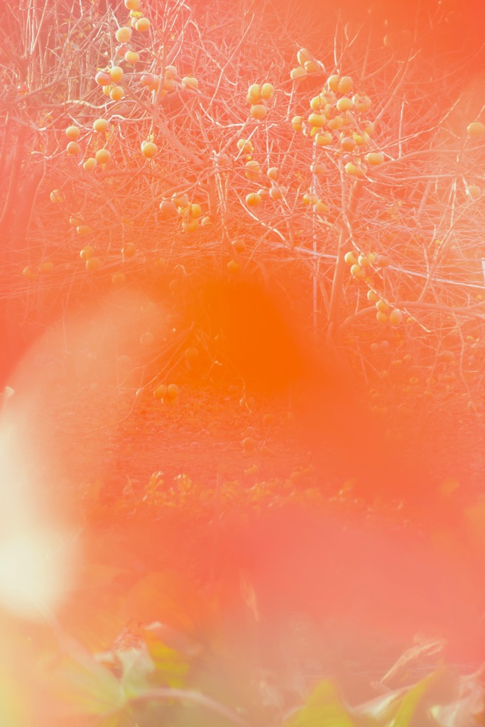 自然フィルター