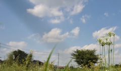 路地裏の空き地に咲く花