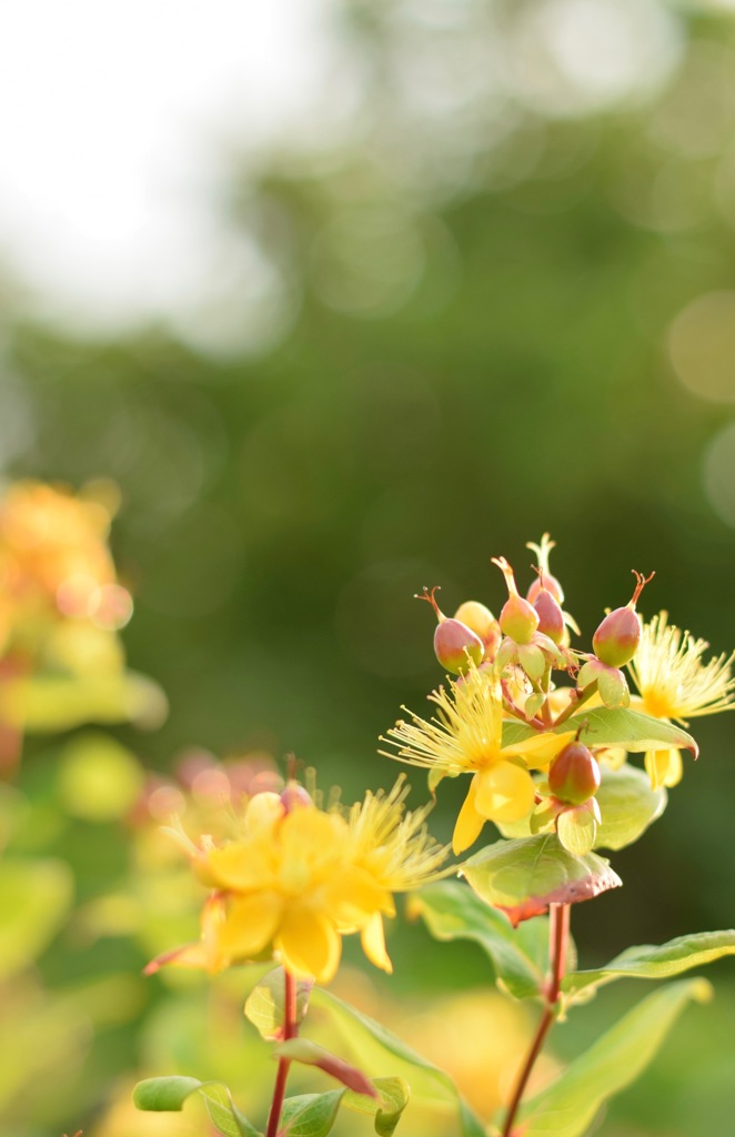 ヒペリカムの実