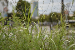 非常にわかりにくいのですが新木場駅前です。