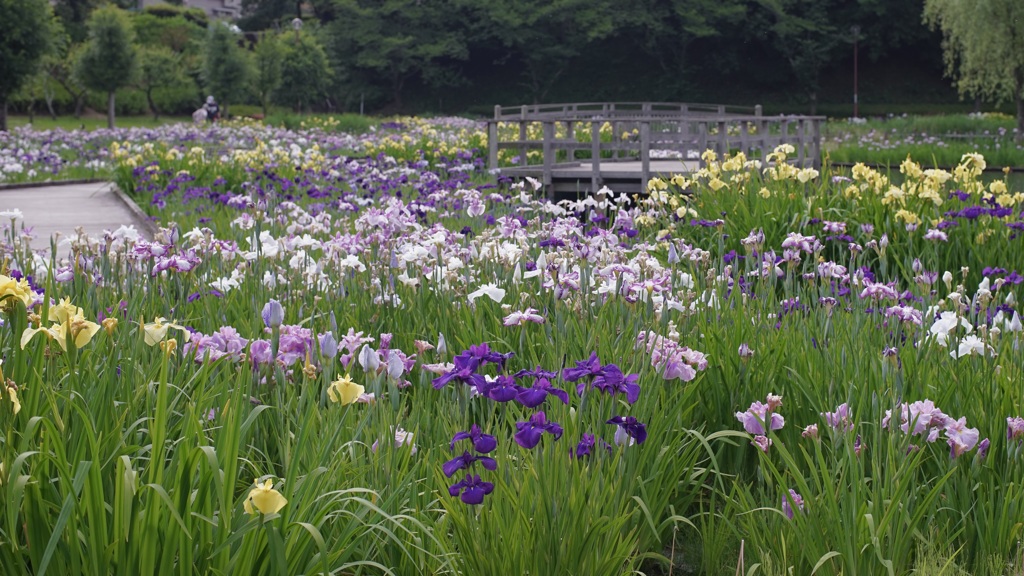 花菖蒲の咲く公園