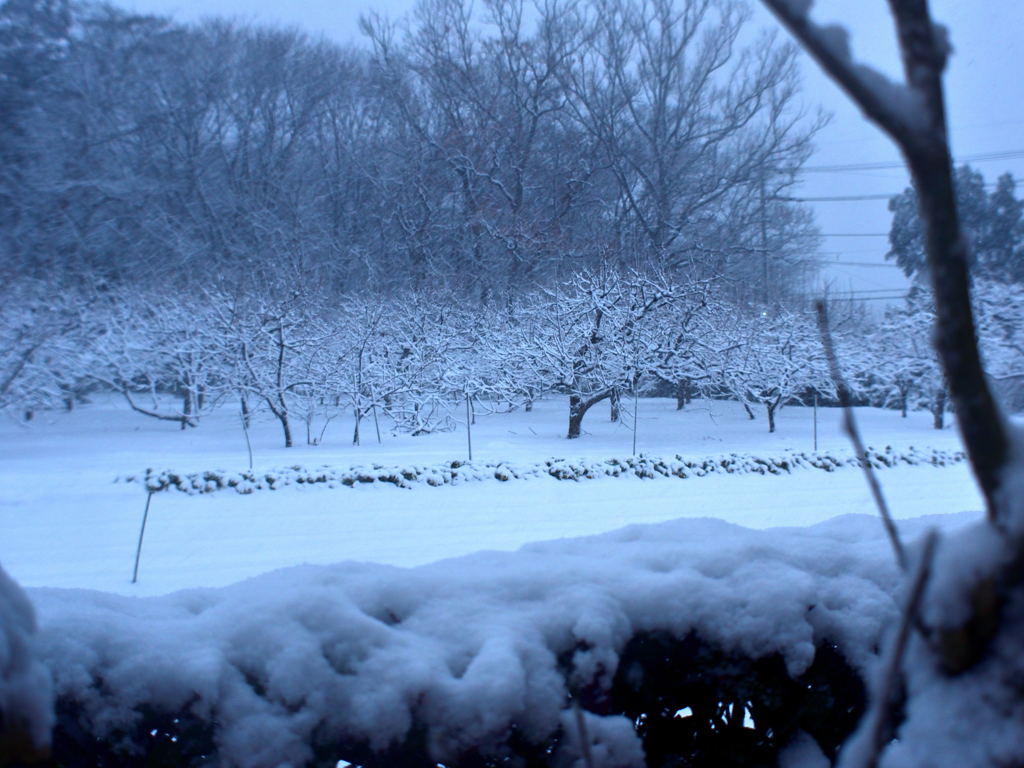 畑は今日は雪でした