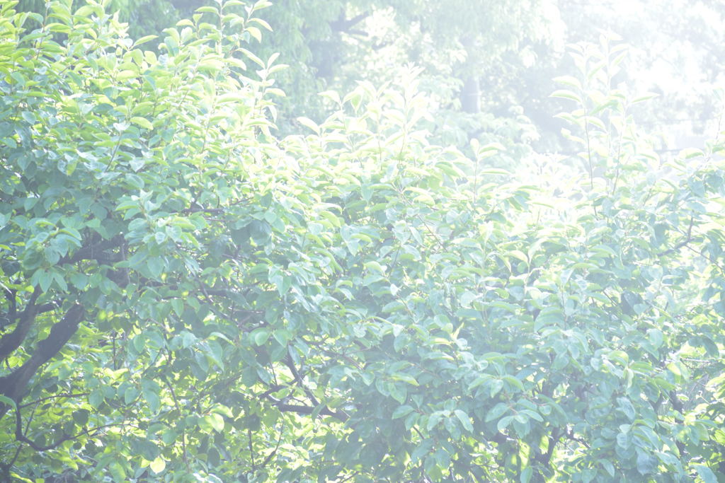 雨上がり