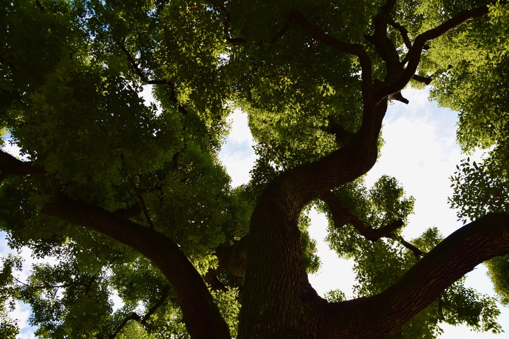 日比谷公園にて２