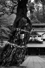 神の宿る樹