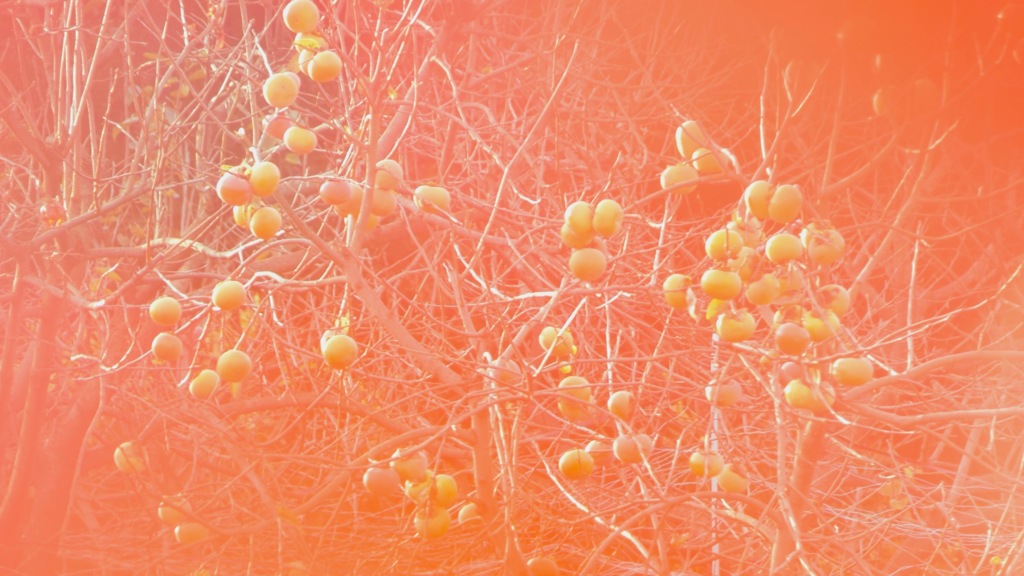 自然フィルター２