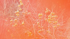 自然フィルター２