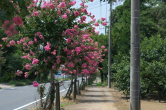 サルスベリ