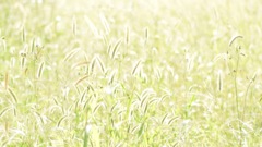 朝日に輝く
