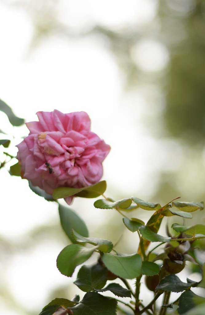 路地裏に咲く花