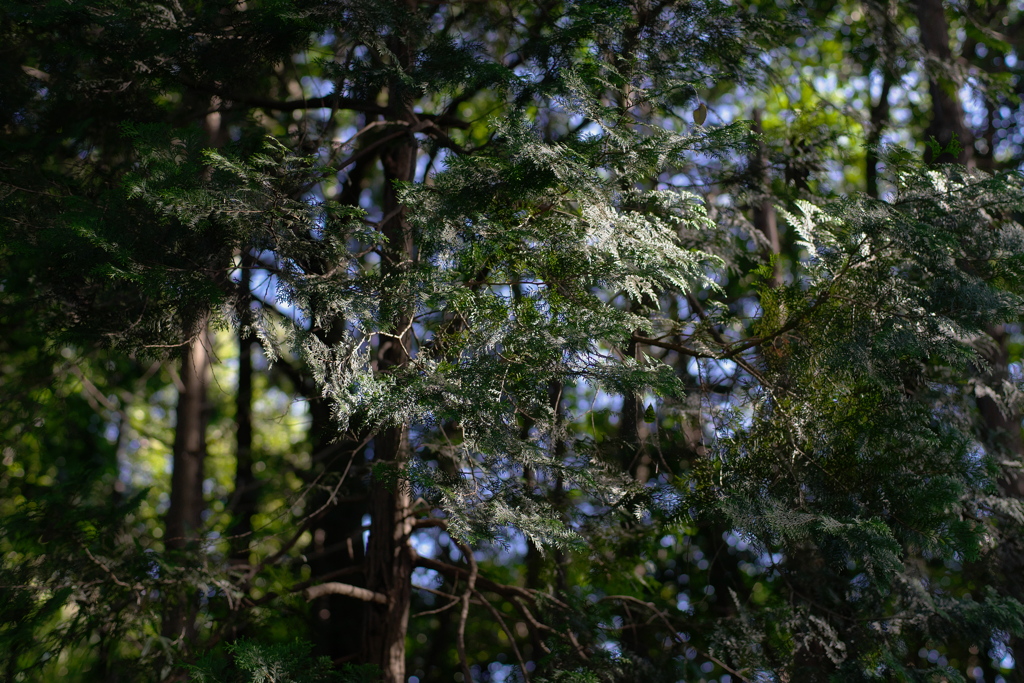朝の光