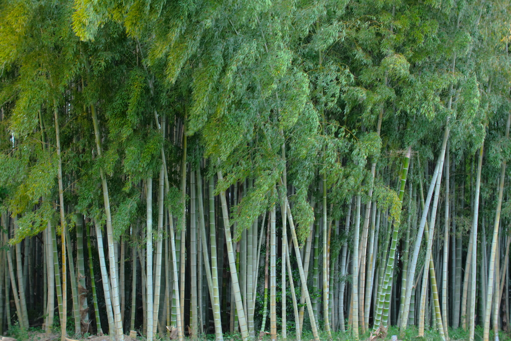 竹林