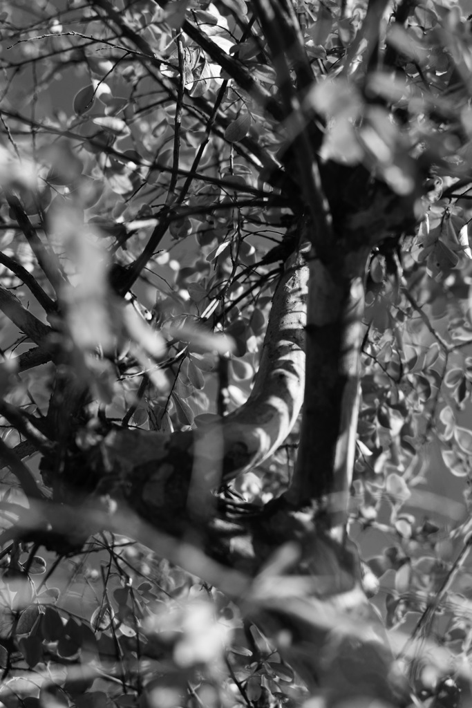 サルスベリノミツド