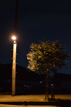 外灯と街路樹