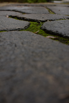 石畳と苔