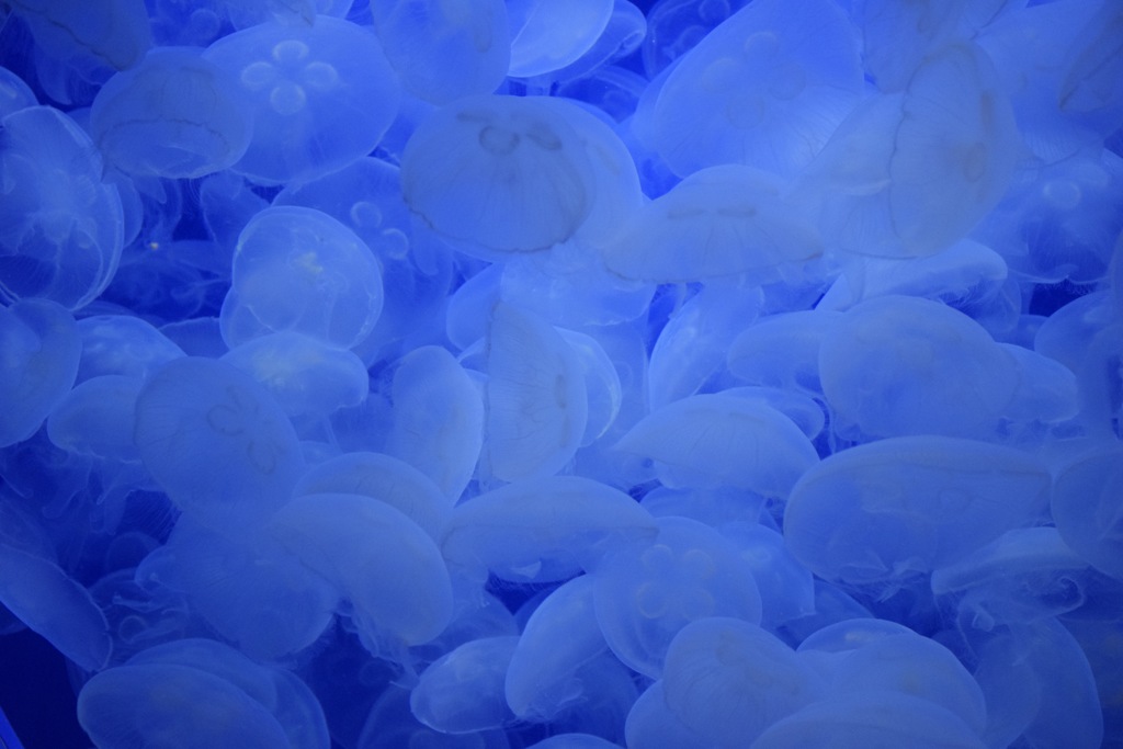 閉ざされた世界