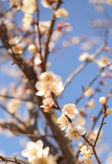 梅の季節ですね。