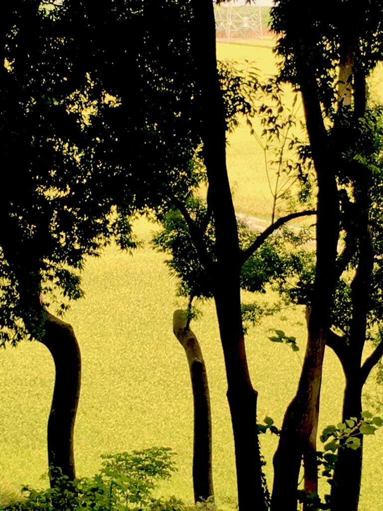 実り