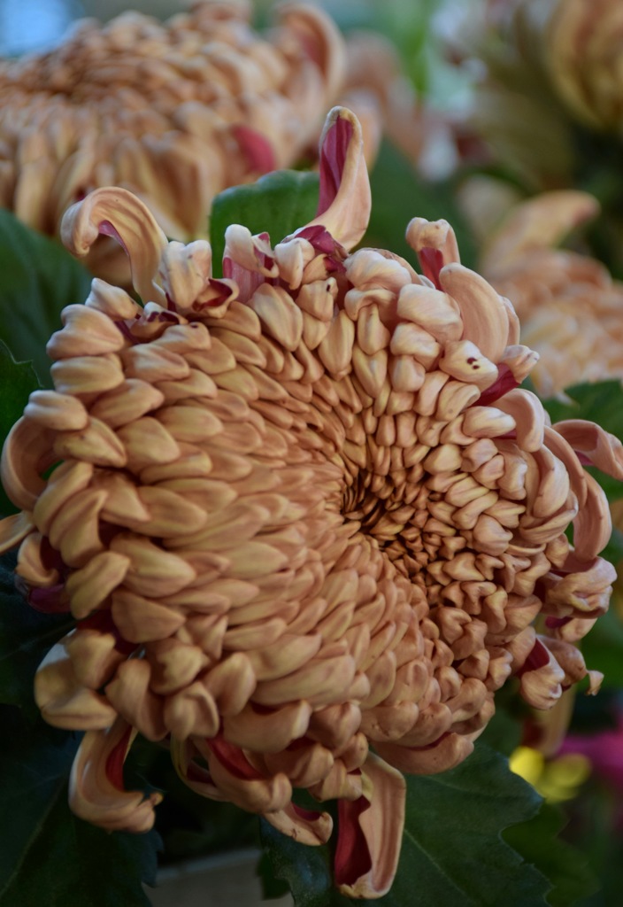 クラシックココア