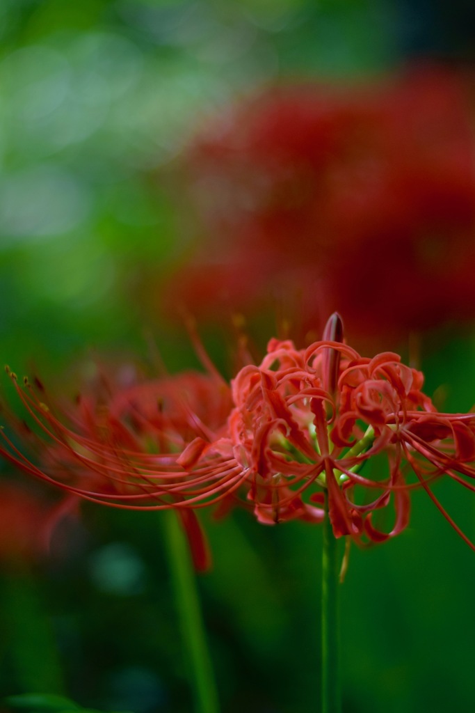雑木林に咲く花