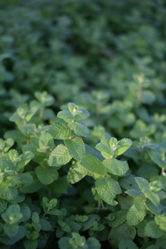 ミント色のミント