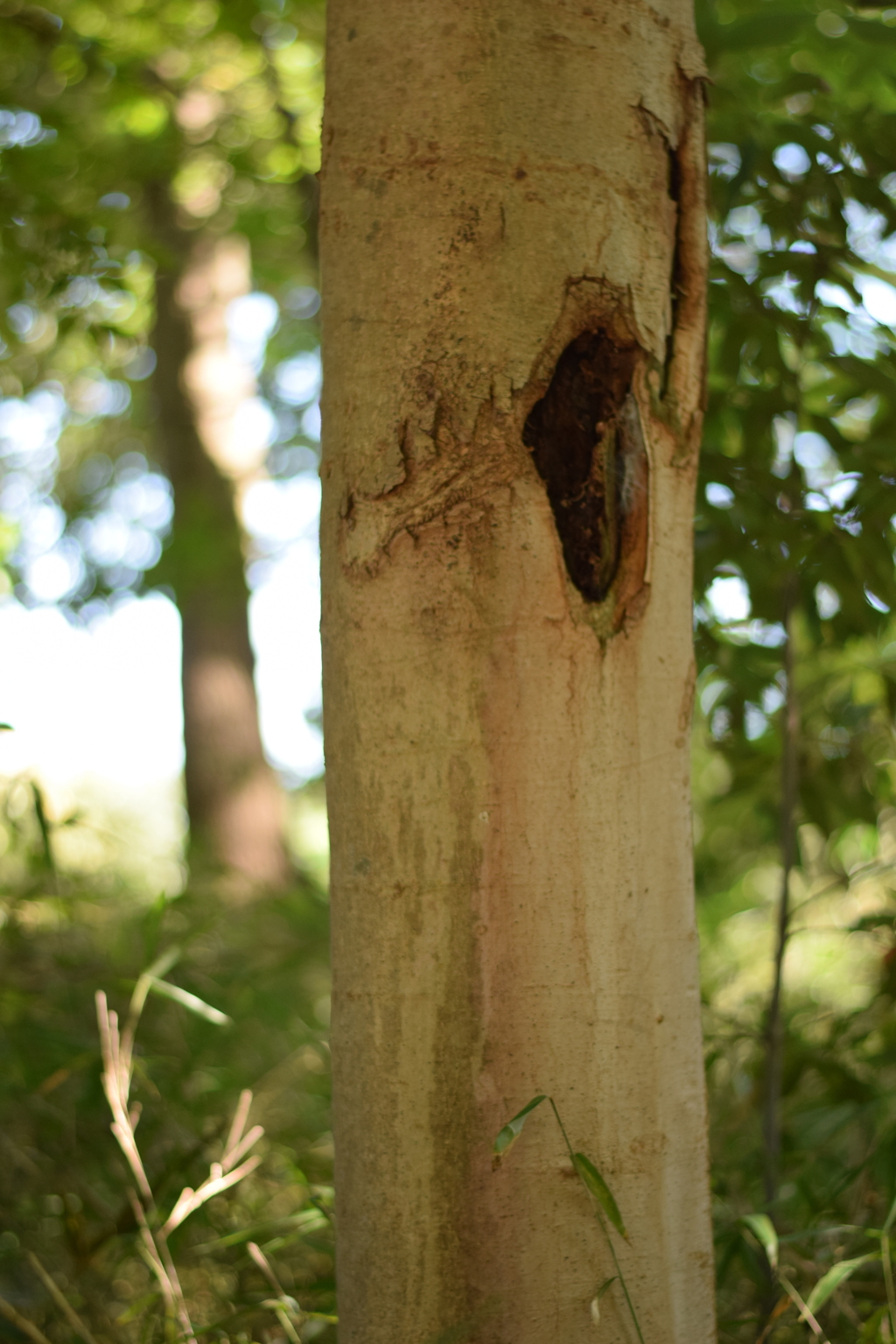なにかいそうな予感