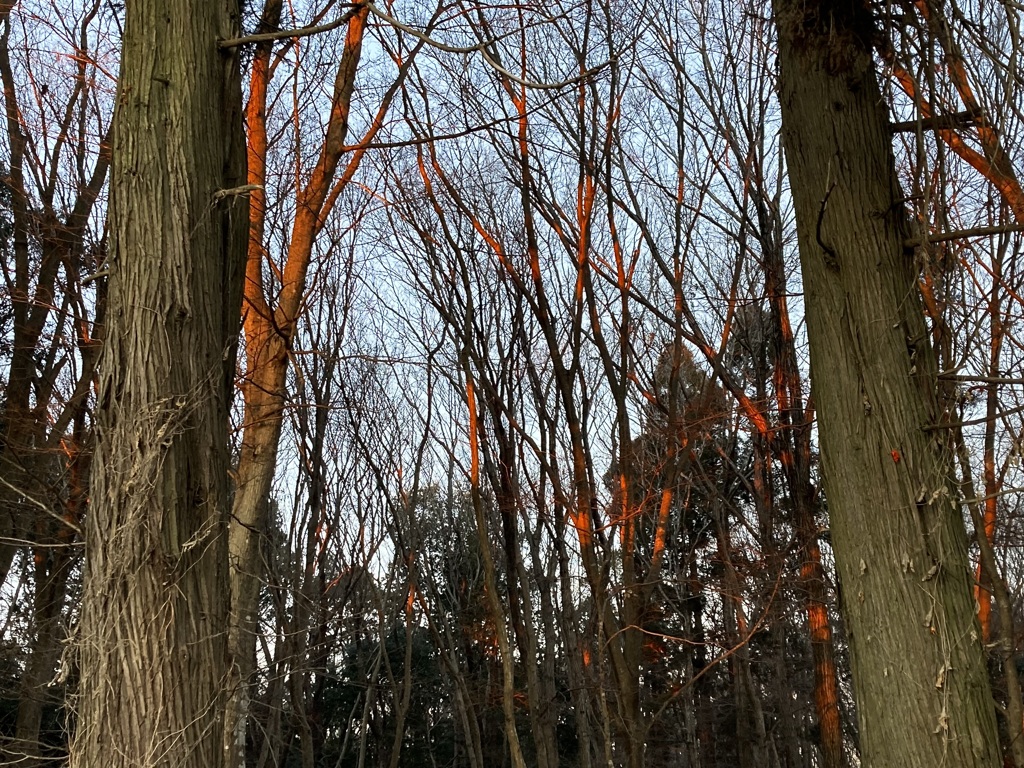 赤く燃える