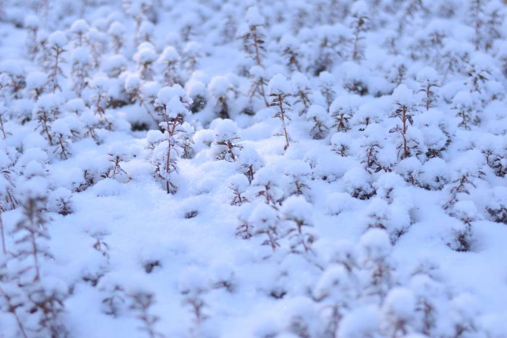 ここは雪の積もる森