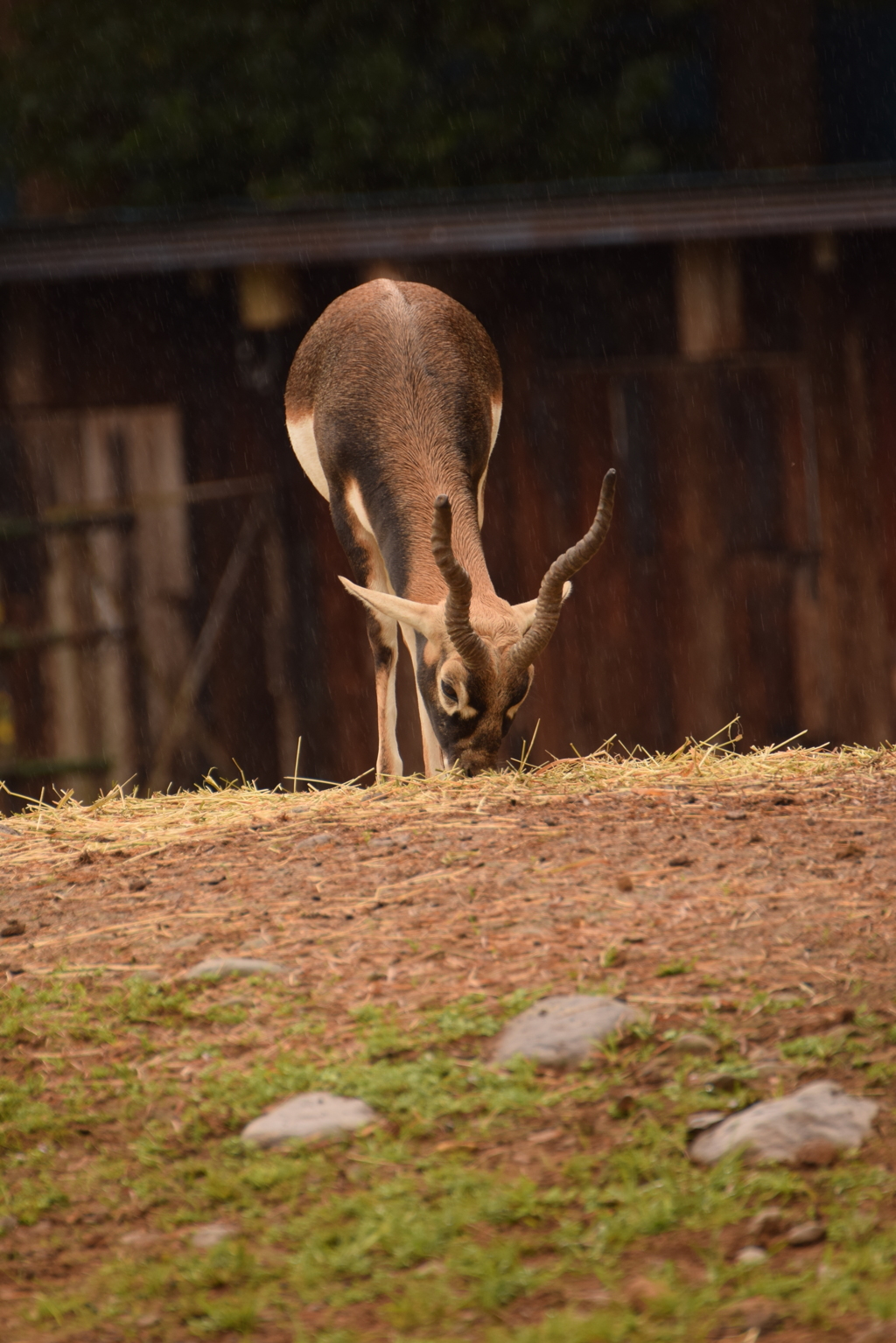 サファリパークにて