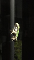 玄関におりました、今日も無事カエル事ができました。