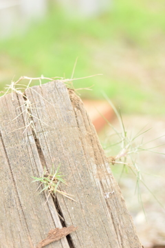 枯木に根を張る