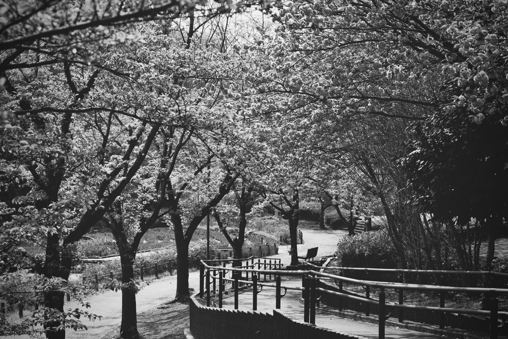 いつもの公園