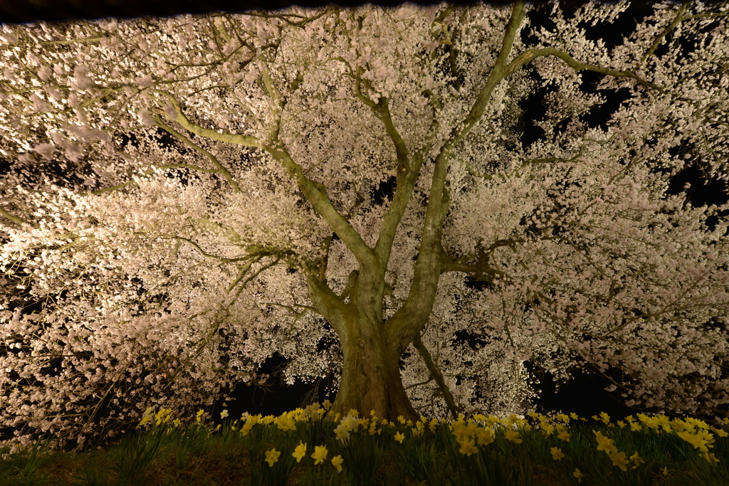 わに塚の桜