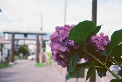 紫陽花と鳥居