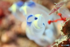 ツツボヤ