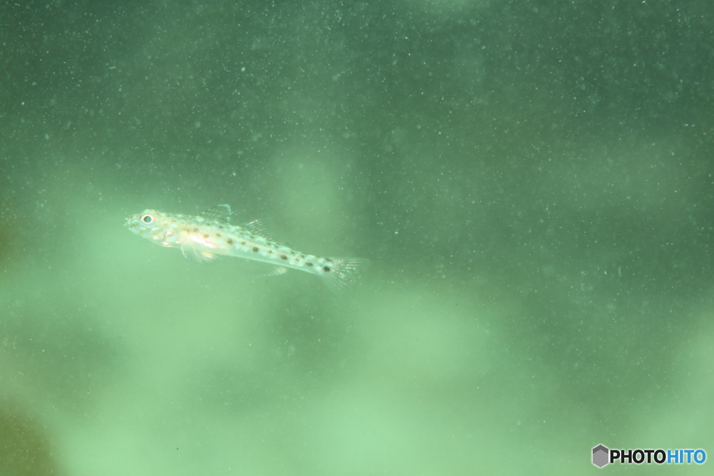 サビハゼ幼魚