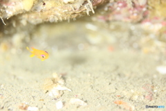 キンギョハナダイ幼魚