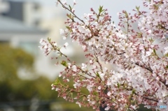 桜トップを横から眺める