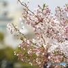 桜トップを横から眺める