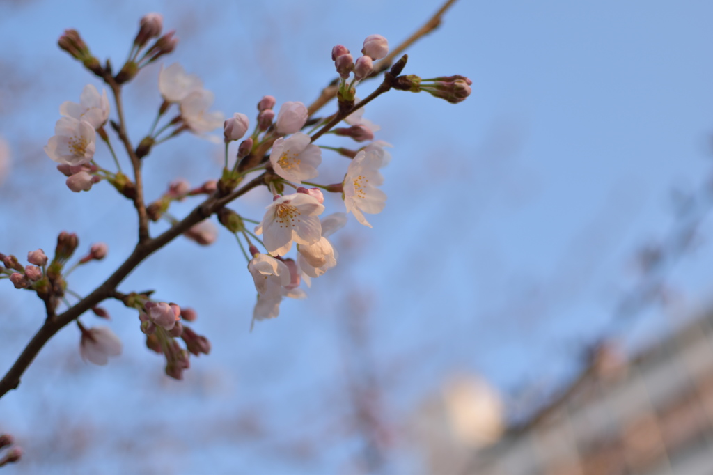 先週撮った写真