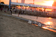 夕日かもめ