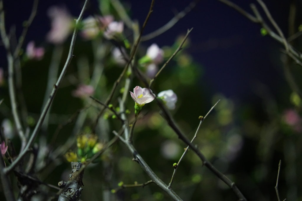 DSC00017