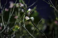 DSC00017