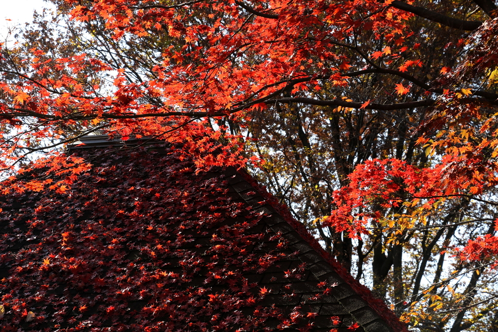 あずまやの屋根に積もった紅葉と紅葉