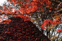 あずまやの屋根に積もった紅葉と紅葉