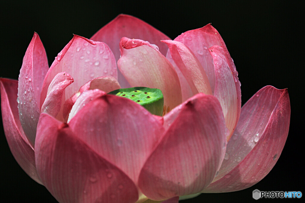 ハスの花