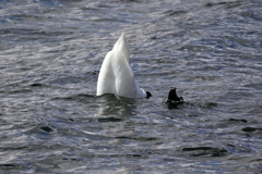 山中湖にて白鳥さんとシンクロ