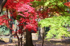 神代寺植物園の紅葉