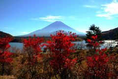精進湖より紅葉と富士山